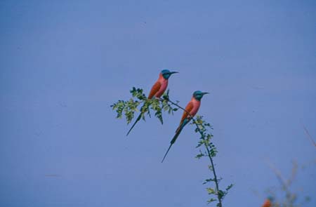 Northern Carmine Beeaters-3