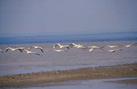 PELICANS AT LAKE ABIJATTA