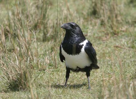 Pied Crow