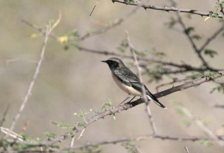 Pied Wheatear