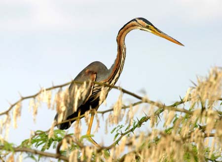 Purple Heron