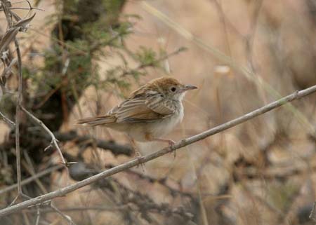 Rattling Cisticola