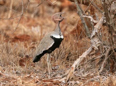 Red-crested Bustard