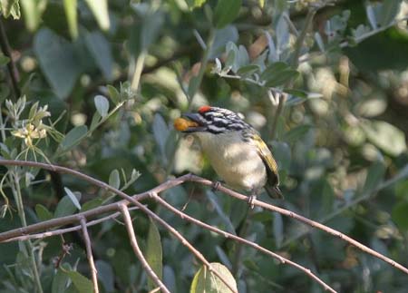 Red-fronted Tinkerbird