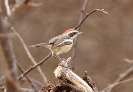 Red-naped Bushshrike