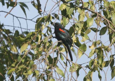 Red-shouldered Cuckooshrike