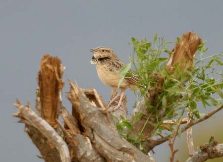 Red-winged Lark