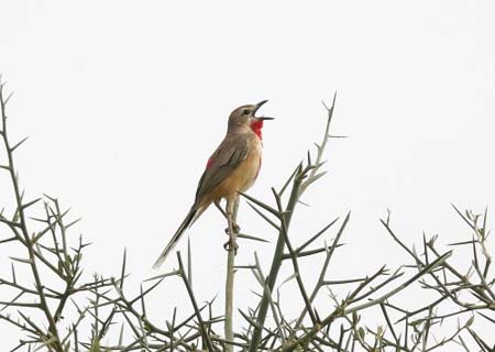 Rosy-patched Bush-Shrike