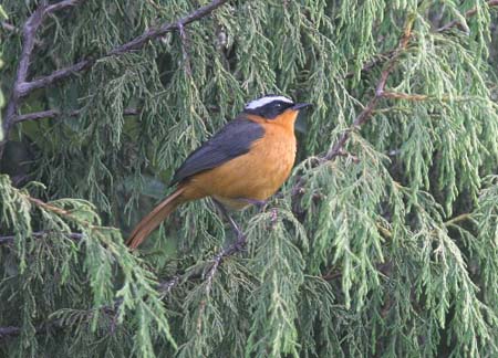 Rueppel Robin-Chat