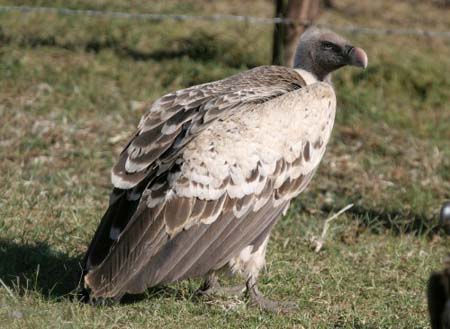 Rueppell Vulture