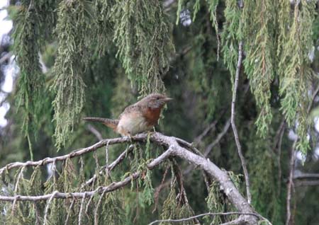 Rufous-breasted Wryneck