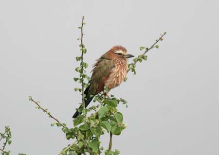 Rufous-crowned Roller