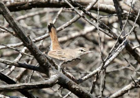 Rufous-tailed Scrub-Robin