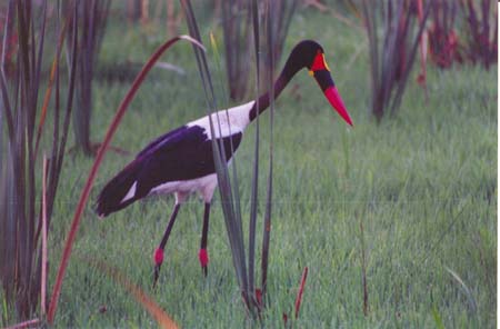 Saddle billed Stork