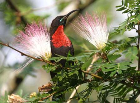 Scarlet-chested Sunbird