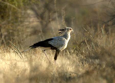 Secretarybird