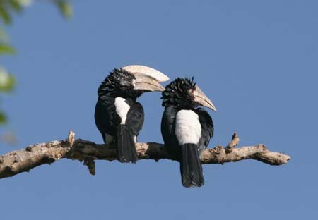 Silver-cheeked Hornbill