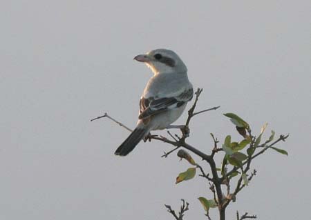 Southern Grey Shrike