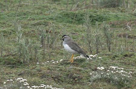 Spot-breasted Lapwing