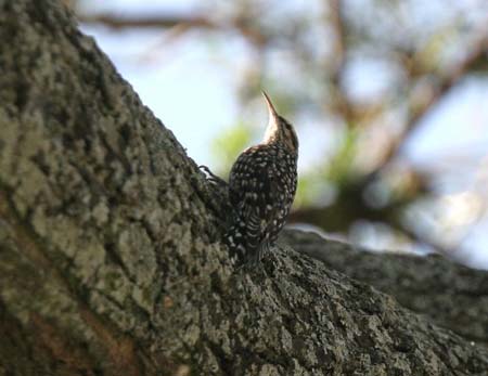 Spotted Creeper