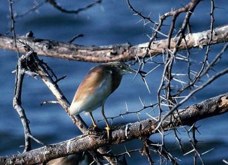 Squacco Heron