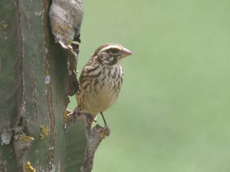 Streaky Seedeater