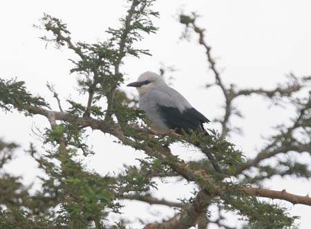 Stresemann Bush Crow