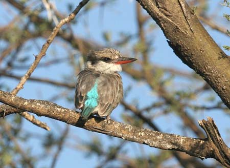 Striped Kingfisher