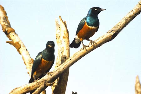 Superb  Starling