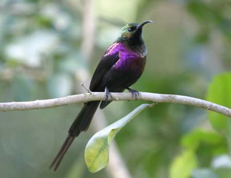 Tacazze Sunbird