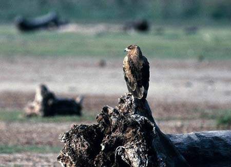 Tawny Eagle