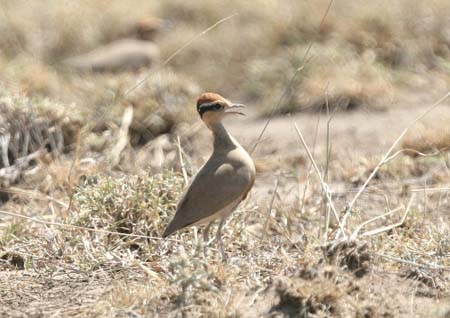 Temminck Courser