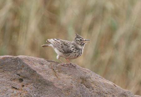 Thekla Lark