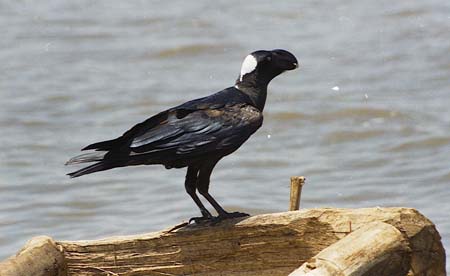 Thick billed Raven -1