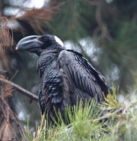 Thick billed raven