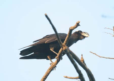 Thick-billed Raven