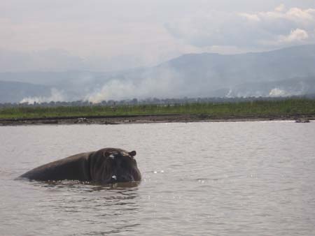 A Hipo in Lake Chamo