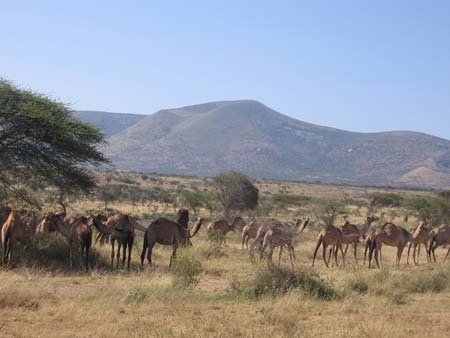 Camels in Ethiopian Rift Valley