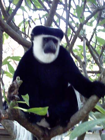 Columbous Monkey