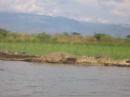 Crocodiles at Lake Chamo