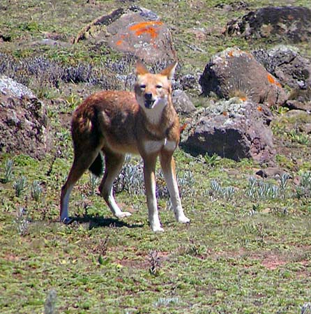 Ethiopian Wolf