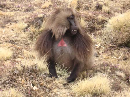 Gelada Baboon SMNP-2