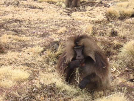 Gelada Baboon SMNP