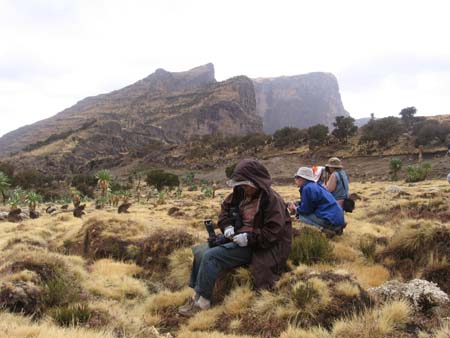 Gelada Baboon Watching, Simien Mountains