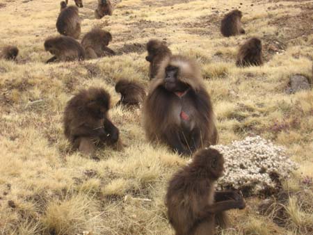 Gelada Baboons SMNP