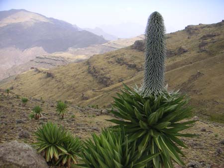 Giant Lobelia