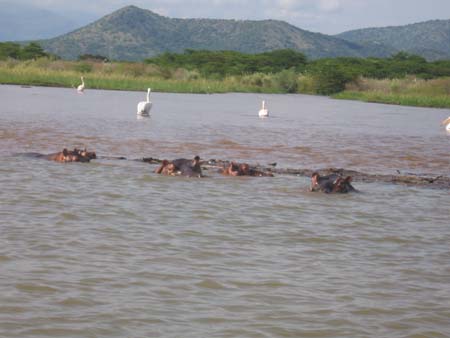 Hipos &  Pelicans at Lake Camo