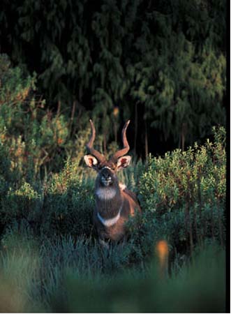 Mountain Nyala