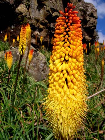 Red Hot Poker.jpg-1