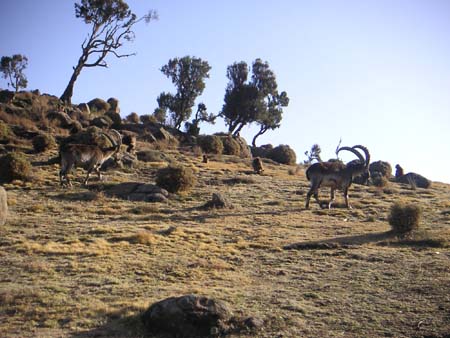 Walia Ibex 1